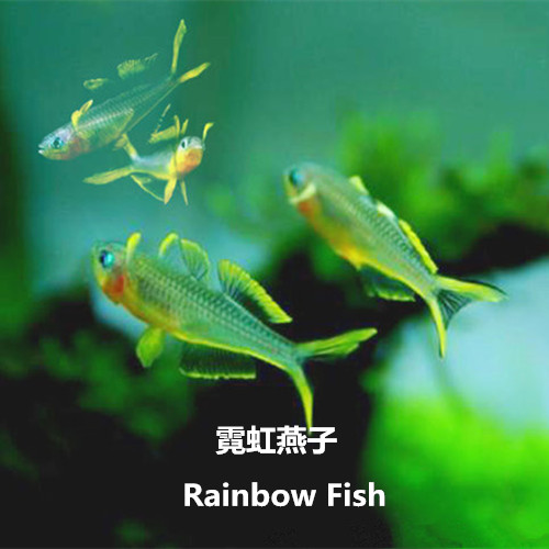 热带观赏鱼霓虹燕子鱼红绿灯胎生底栖鱼草缸群游鱼活体包邮包活|ruв категории животное/Животное питание и принадлежностей, аквариум мира, рыба - от Buy2taobao.com для оказания профессиональной услуги покупки агента Taobao