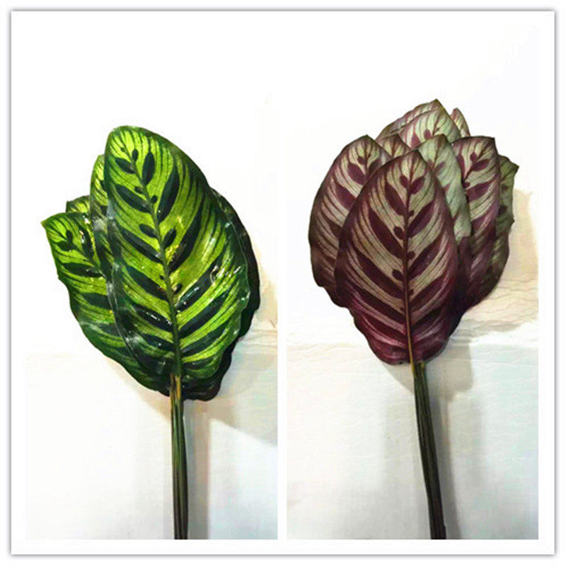 孔雀叶鲜切叶上海鲜花速递叶材家用瓶插花艺江浙沪皖两扎包邮辅叶