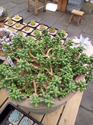 阳光肉园子绿龟之卵龟卵龟蛋多头老桩精品多肉植物组合盆栽绿植