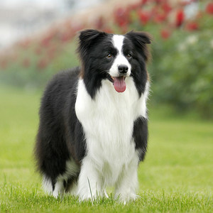 边牧幼犬纯种边境牧羊犬小狗幼犬大型犬狗狗血统级宠物狗边牧幼犬