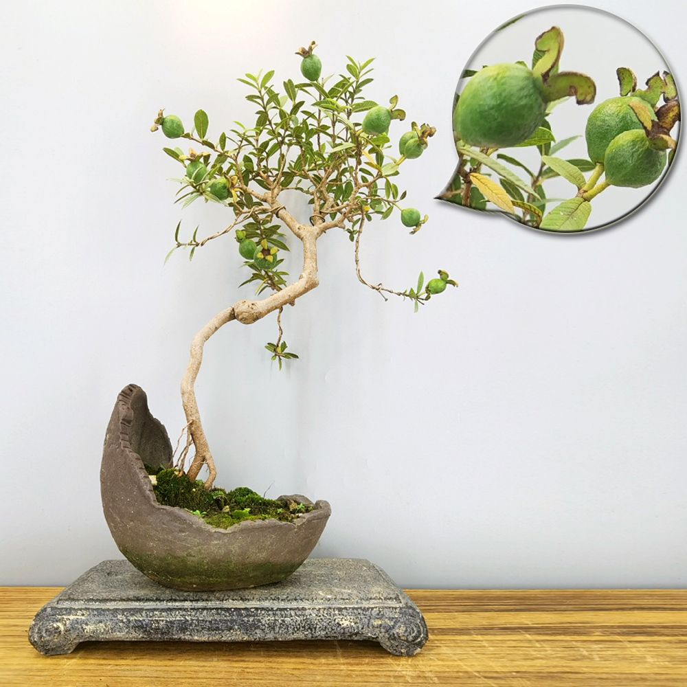 小叶番石榴花果树造型芭乐小老桩提根趣味盆景绿植盆栽四季结果