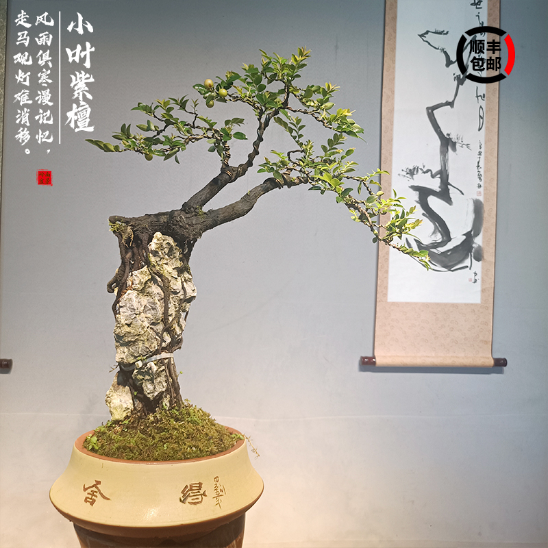 小叶紫檀盆景老桩室内绿植大型植物客