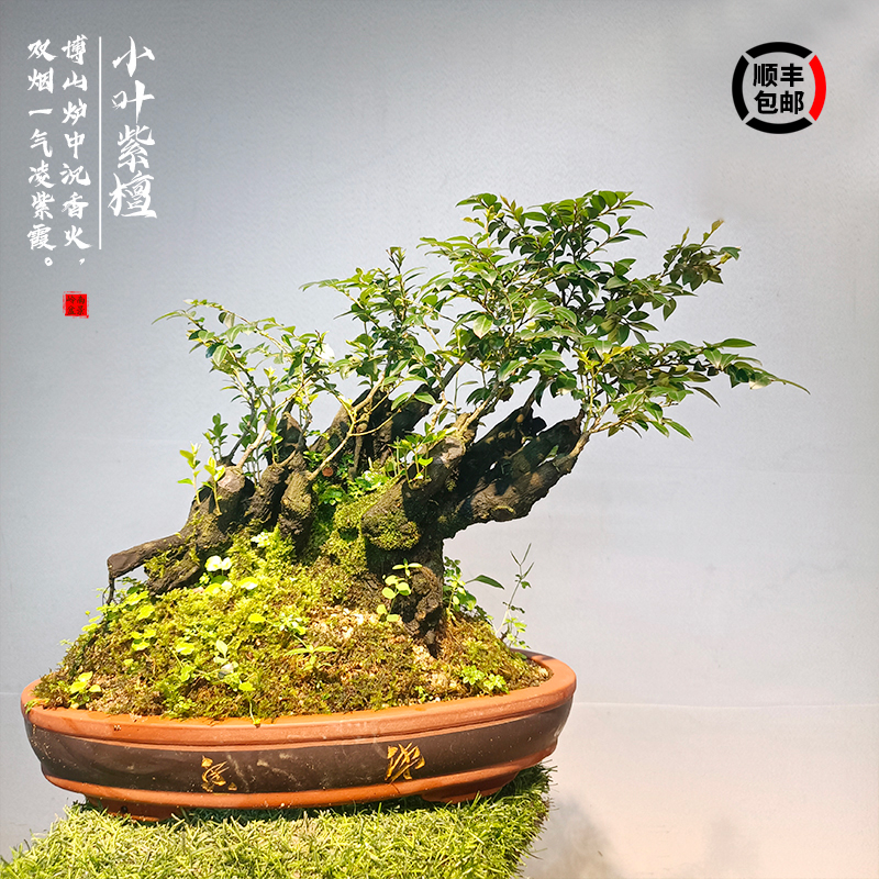 盆栽植物室内好养小叶紫檀盆景树桩桌