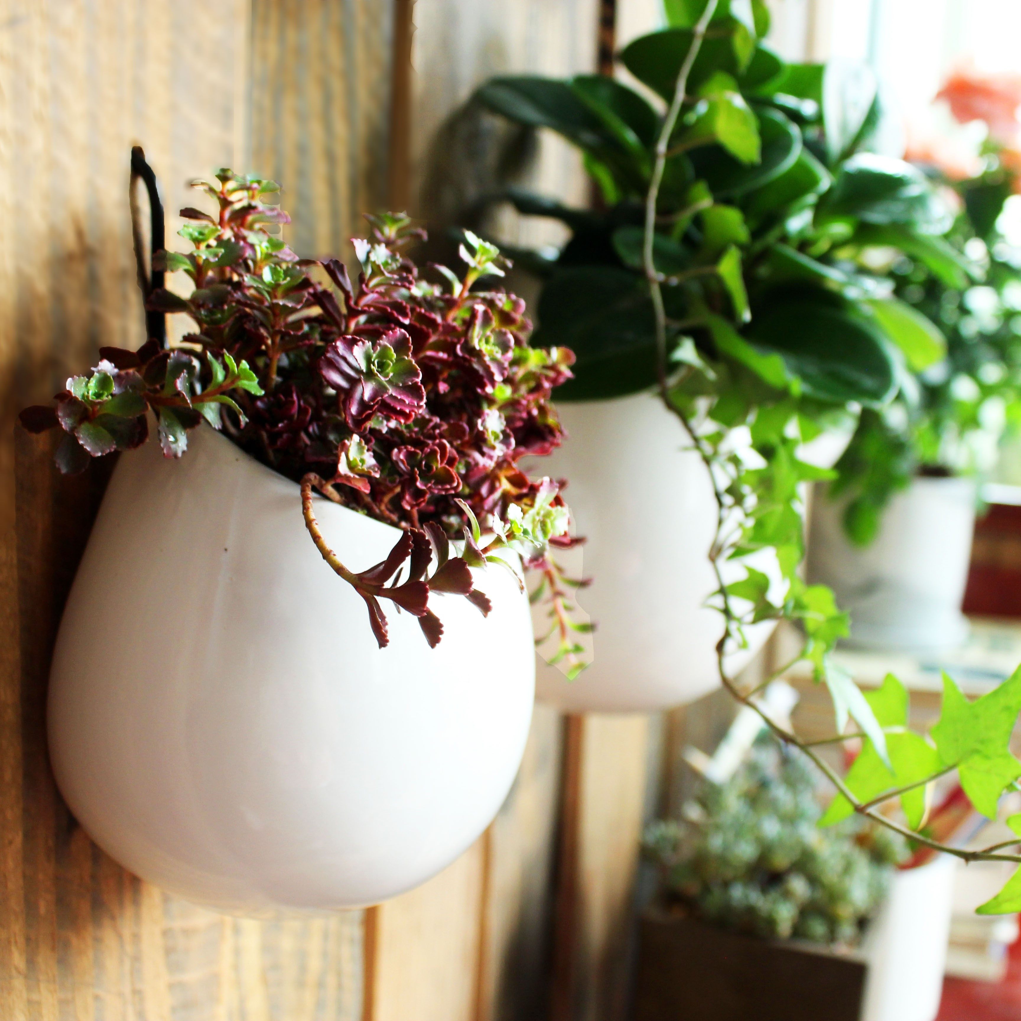 挂壁铜钱草绿萝垂吊植物水培器皿创意陶瓷挂墙多肉花盆墙上悬挂.