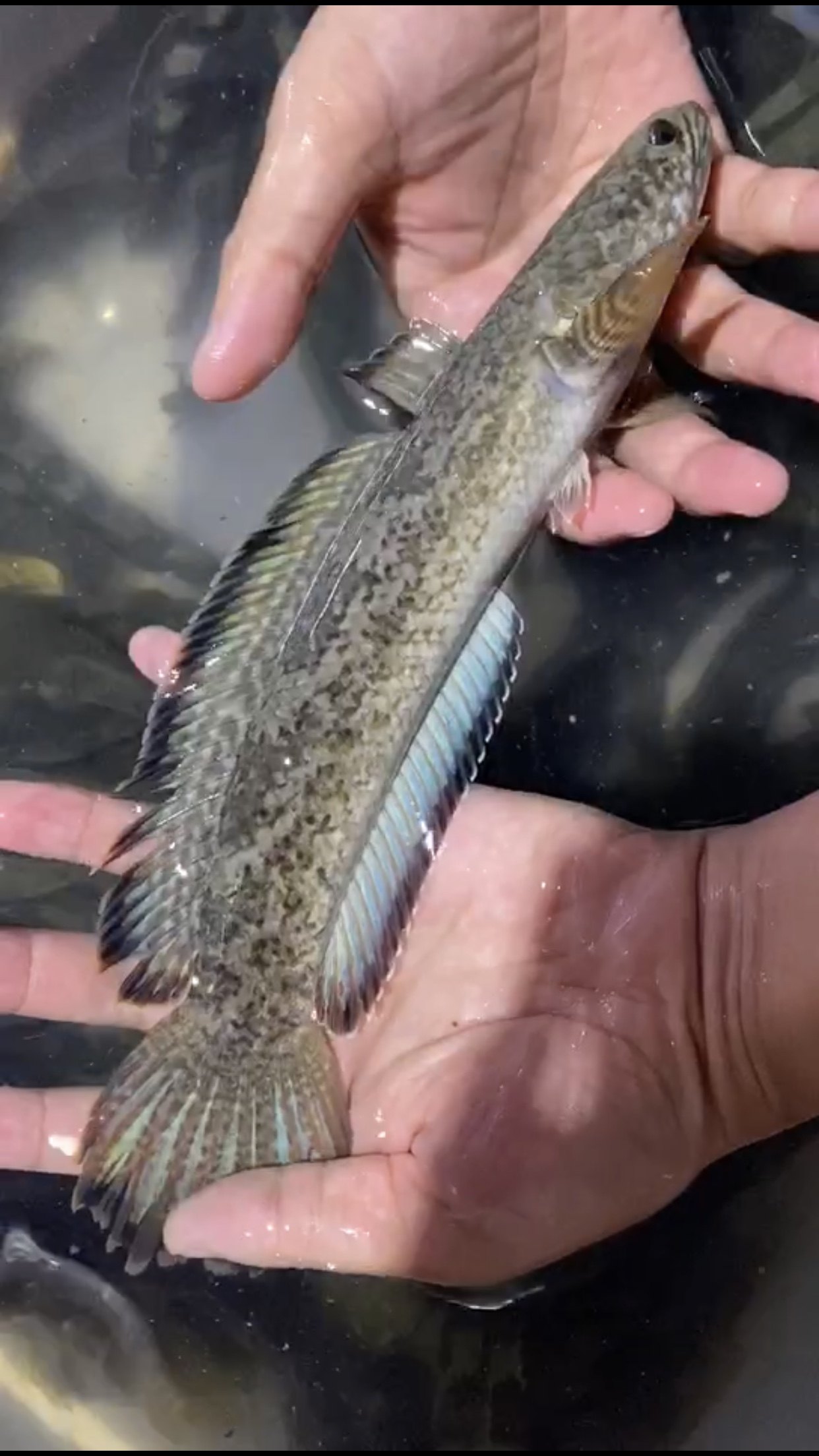 钴蓝雷龙鱼热带鱼观赏鱼鬼王黑魔神黄金眼镜蛇雷龙七彩巧克力鱼