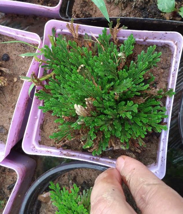 新款绿植卷柏盆栽植物九死还魂草回生草不死草复活草带盆发货