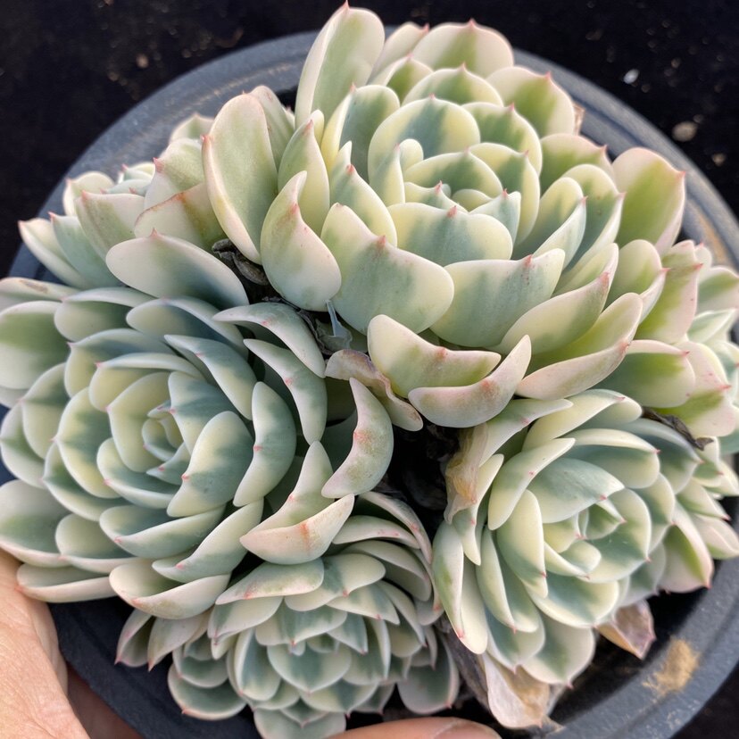 玉蝶锦  多肉植物  一物一拍