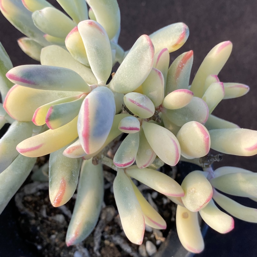 棒叶福娘锦  多肉植物  一物一拍