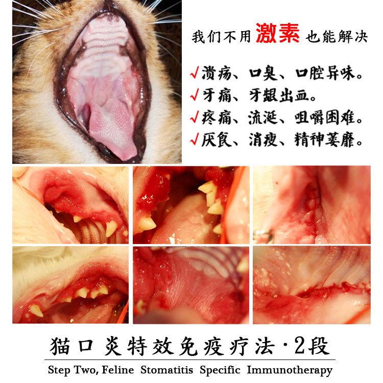 猫口免疫治疗方案2段口腔溃疡酸性肉芽肿牙龈红肿增生猫狗通用营养膏