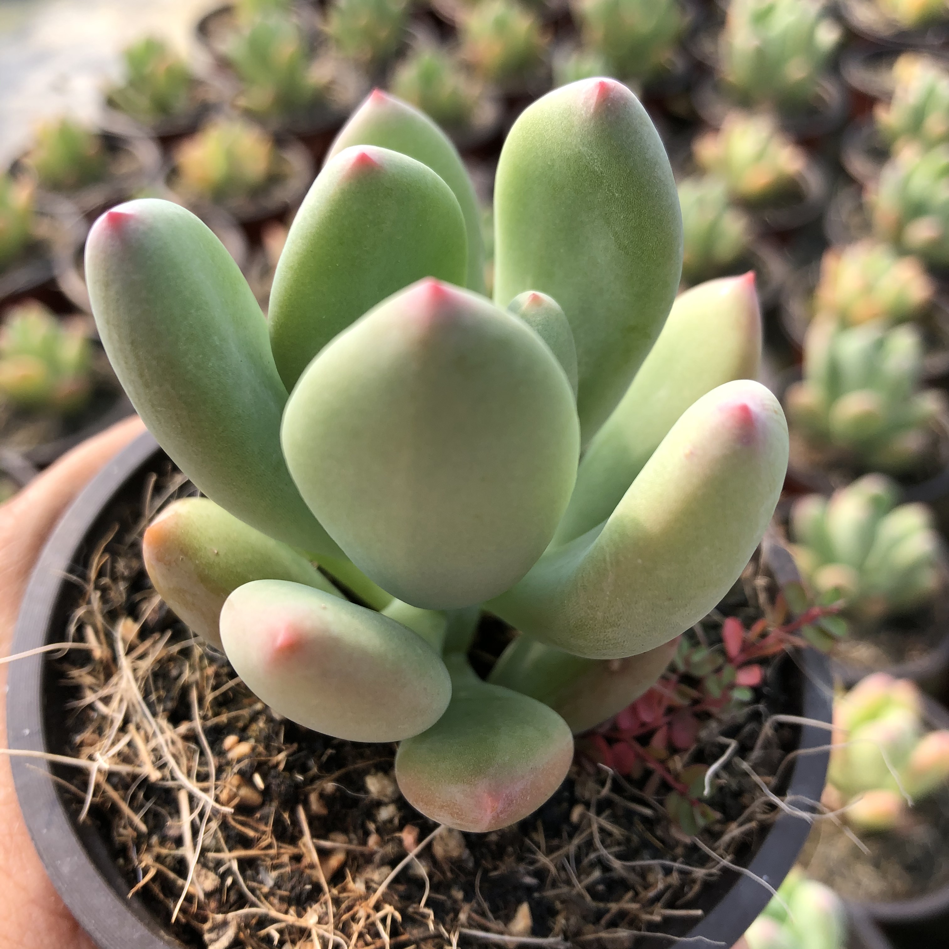 青星美人 多肉植物 9cm盆 阳台办公室绿植盆栽 迷你肉肉 满29包邮