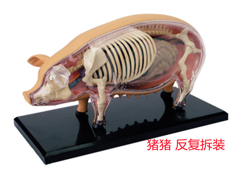 4D MASTER Vision玩动物模型可拆卸猪解剖拼装鸡牛家畜牧教具实验