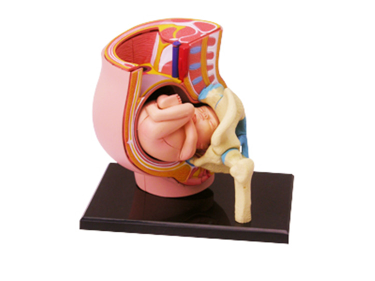 4DMaster人体解剖拼装玩具模型怀孕妇小孩妊娠婴胎儿教学医用科普