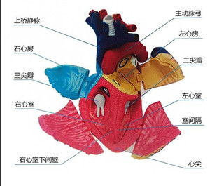 4D Master人体解剖心脏教学器官解剖拼装模型心脏构造可拆卸玩具