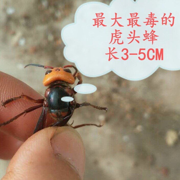 虎头蜂酒图片