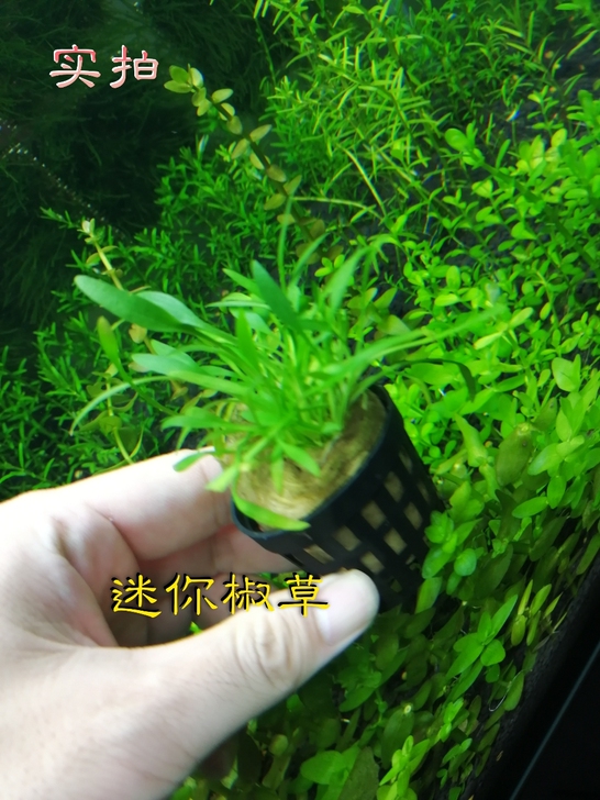 迷你椒草绿温蒂椒草迷你水榕莫斯