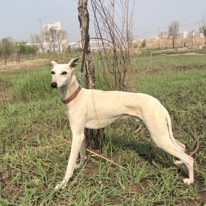 全活猎兔犬纯种新版惠比特，头版脸版非常漂亮，体态完美