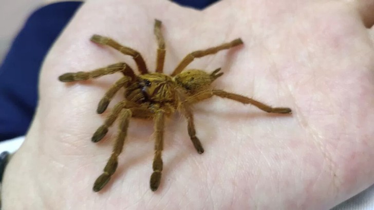 c8,橙巴布,6-7cm39包邮,(小水盆,饲养盒,镊子,躲