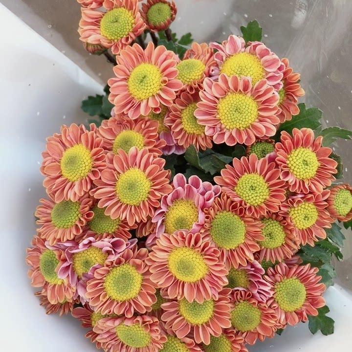 玲珑小雏菊1把10支左右,普通地区满2个订单起包邮