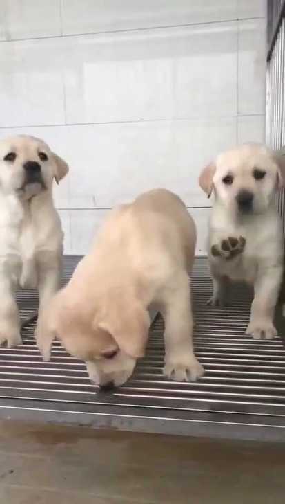 拉布拉多犬拉布拉多幼犬拉布拉多