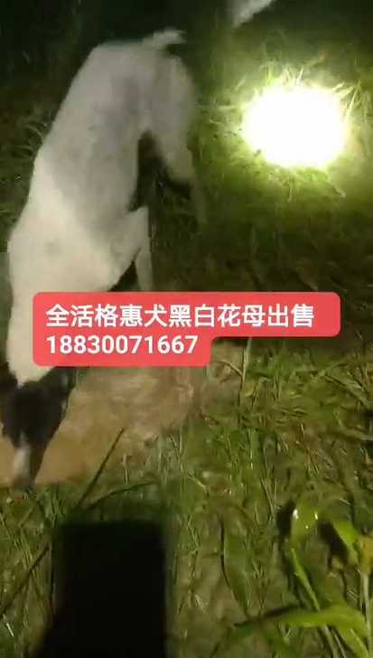 待售：全活黑白花。鸡猫兔全干。做伴掐狗。顶灯拾窝听油门，上下