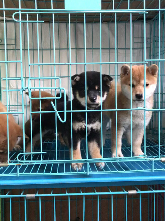 #柴犬#日本柴犬自家繁殖幼犬领养双血统柴犬宝宝精品.接受一