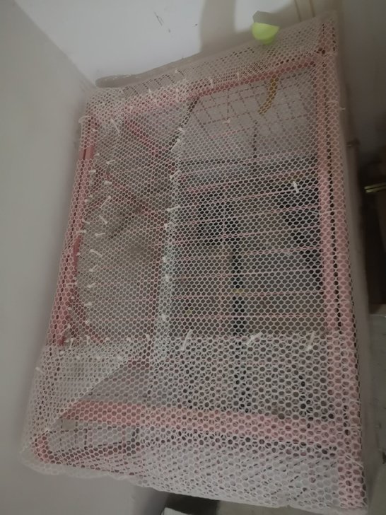 之前是狗笼子，用塑料网加固了养鸟，现在不养了，一米长，五十高