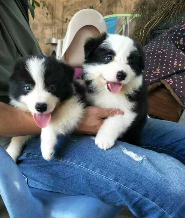 边牧领养边牧幼犬免费狗狗边牧犬纯种边牧狗狗家养