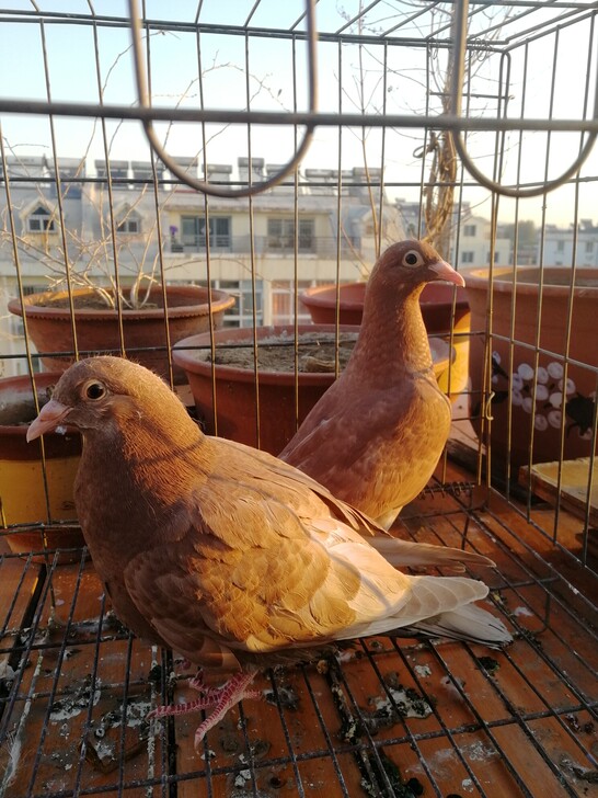 出售大红袍幼鸽一对100不包邮一经售出不接受拒绝签收不退不