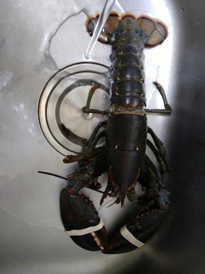 真实使用感受【网友讨论】德蒙柯TM-80A烤箱怎么样,真的好用吗?