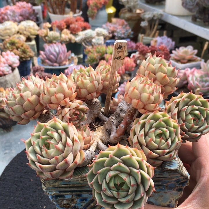 多肉植物精品控养苯巴多肉植物