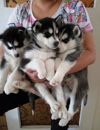 领养哈士奇幼犬免费宠物狗领养蓝眼三火雪橇犬幼犬免费宠物