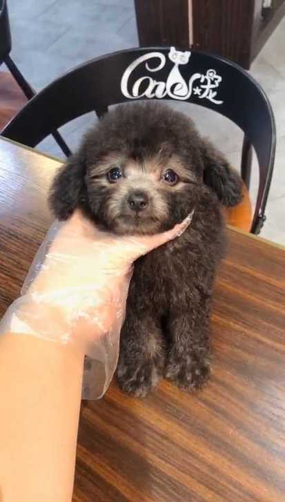 茶杯犬泰迪犬小体灰泰迪幼犬红棕泰迪博美比熊俊介约克夏雪纳瑞金