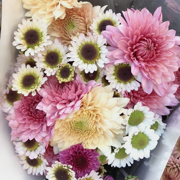 混色小雏菊1把10支左右,随机颜色发货,普通地区满2个订单起包邮