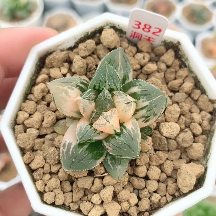 382号砂糖寿锦侧芽好锦多肉植物