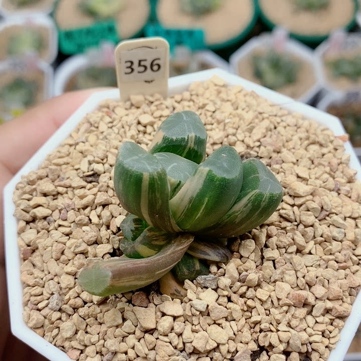 多肉十二二类一物一拍356号透镜万象锦带侧芽多肉植物