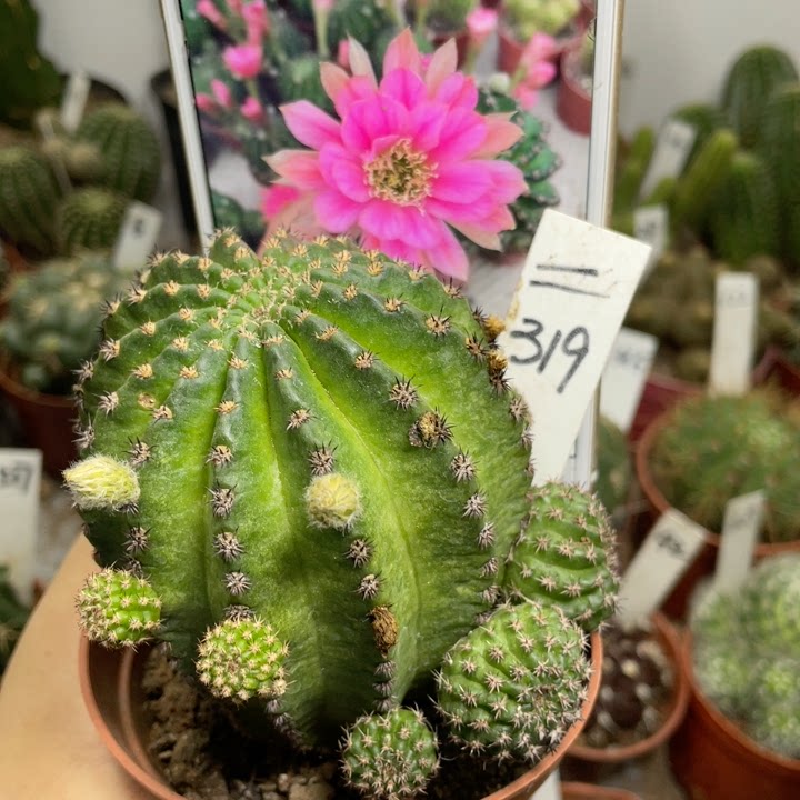 芭比金刚多肉植物