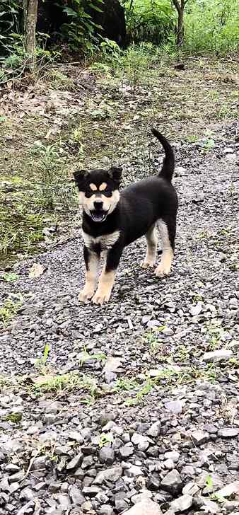 中华田园犬精品小四眼