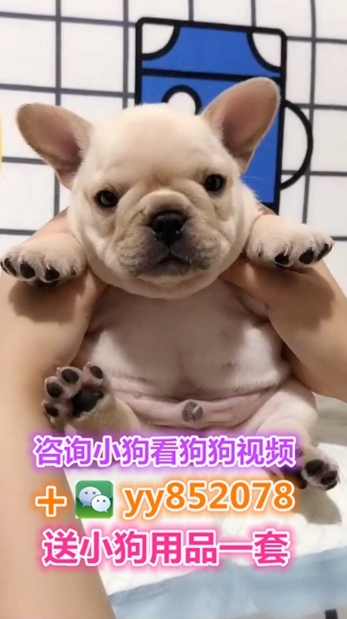 法国斗牛犬法斗幼犬法牛巴哥幼犬狗狗博美俊介泰迪比熊柯基斗牛拉