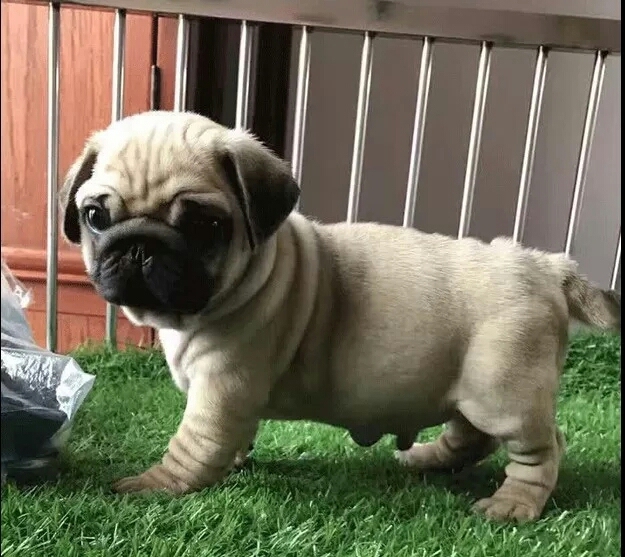 巴哥犬幼犬