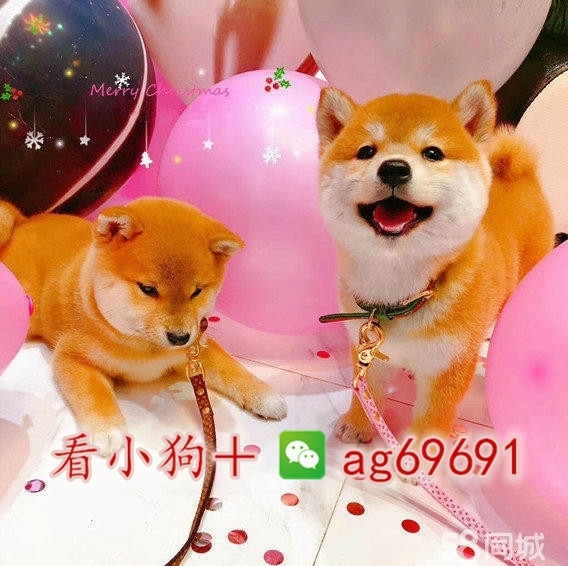 柴犬柴犬幼犬法斗法斗幼犬巴哥柯基拉布拉多金毛阿拉斯加萨摩耶大