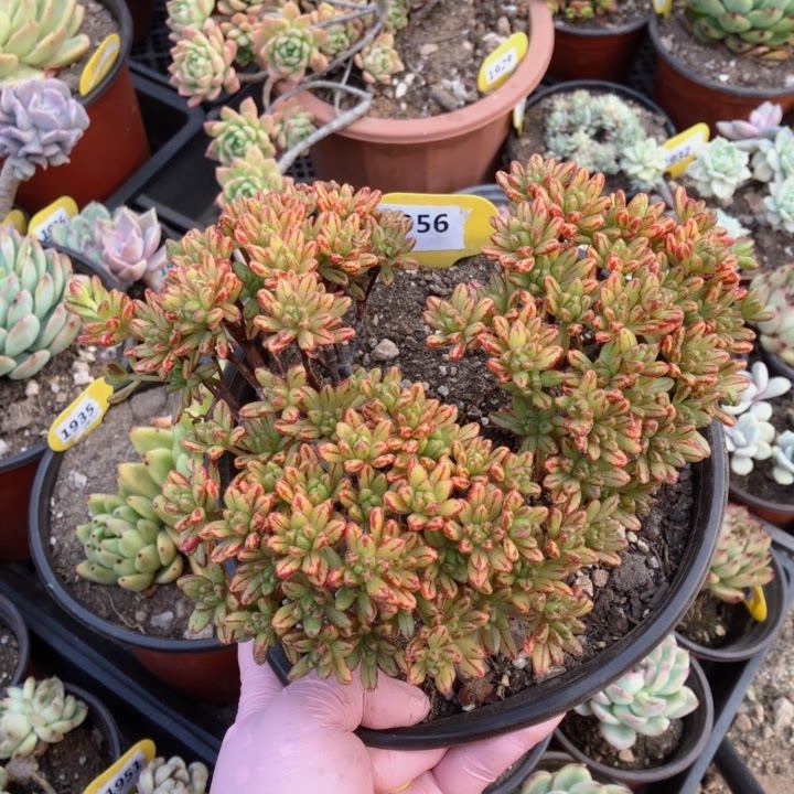 1956丸叶小人祭整桩38包邮非偏远一物一拍多肉植物