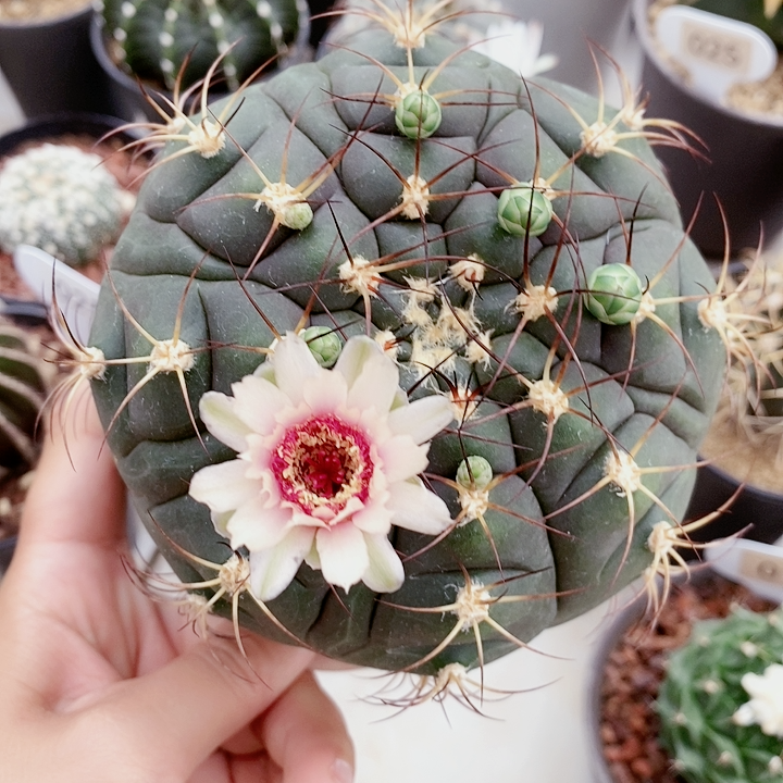 实生天紫玉母本多肉植物