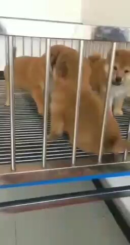 柴犬日本柴犬柴犬幼犬纯种柴犬幼犬纯种家养柴犬柴犬幼犬纯种领养