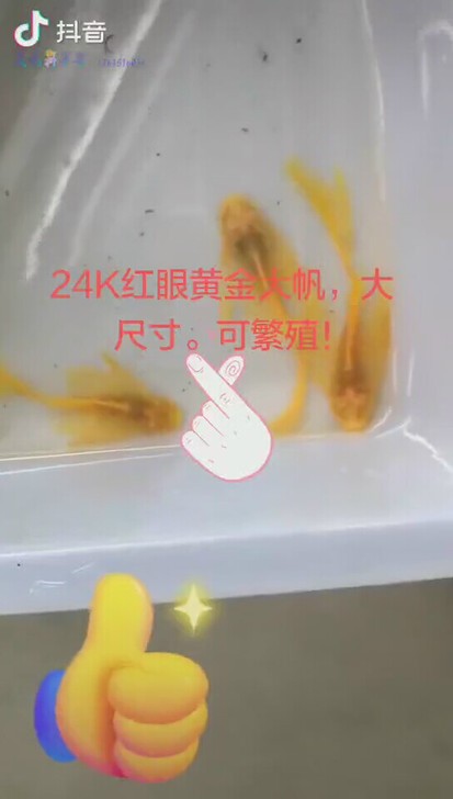 【24K黄金红眼大帆异形鱼】