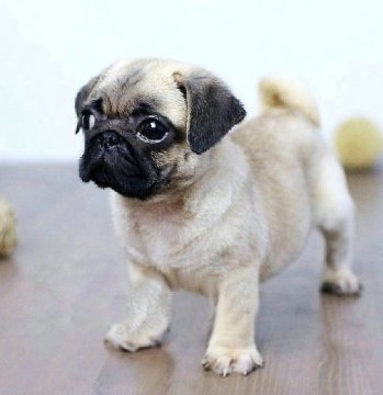 贵阳家养纯种巴哥犬宠物狗活体小狗巴哥短鼻犬八哥_贵阳宠物狗-分类26