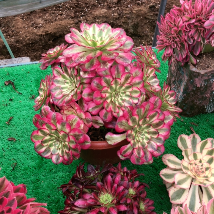 精品法师一物一拍舞天姬