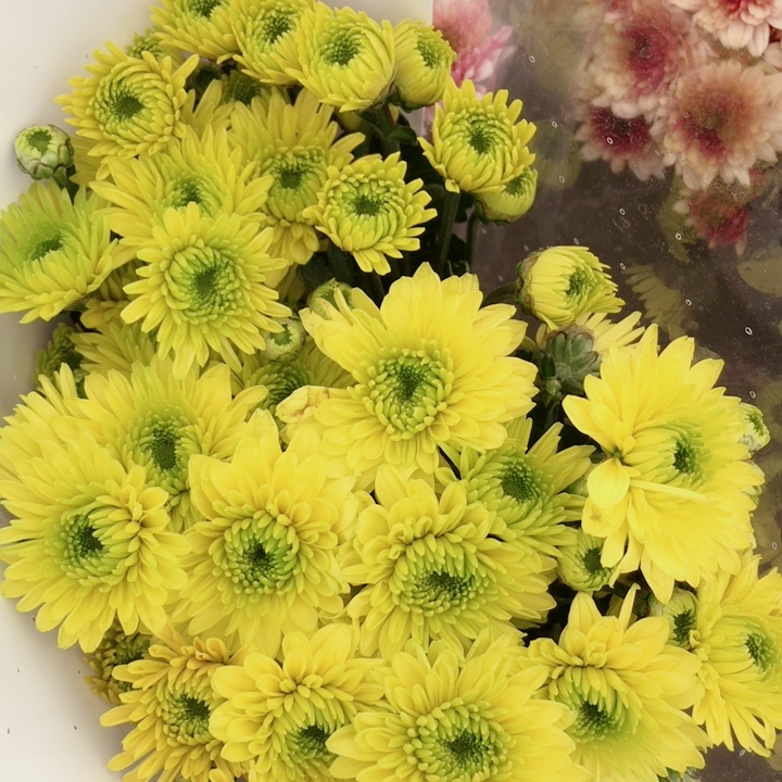 绿可可小雏菊1把10支左右,普通地区满2个订单起包邮
