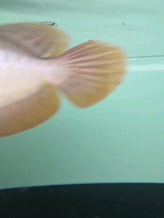 红龙鱼25公分