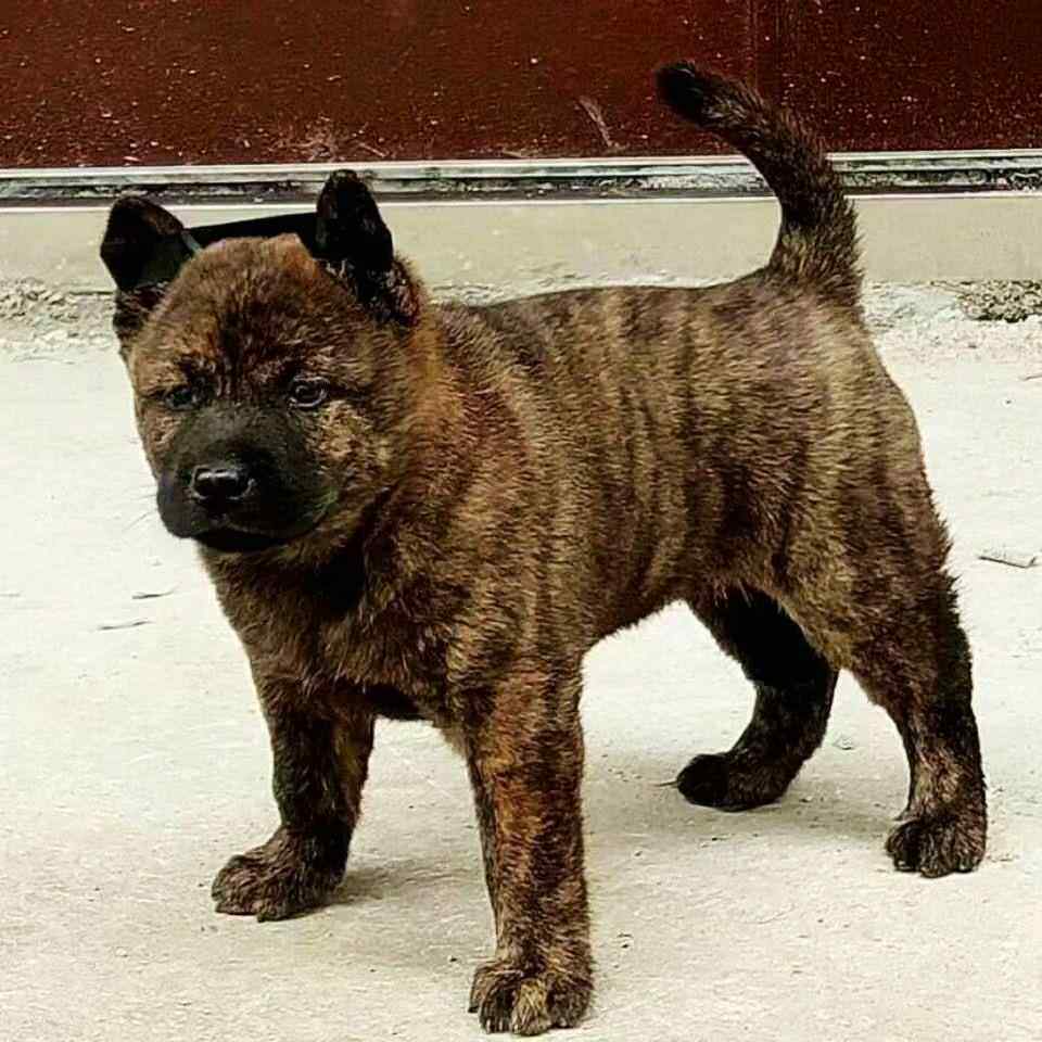 纯种广西土猎犬幼犬狗狗赶山土狗田园犬虎头大黑虎斑犬虎斑狗