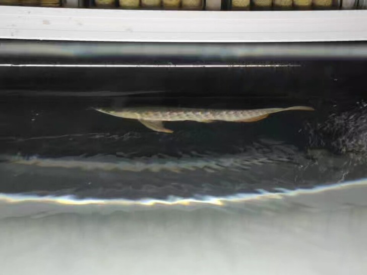 金龙鱼古典过背金龙目测30厘米左右